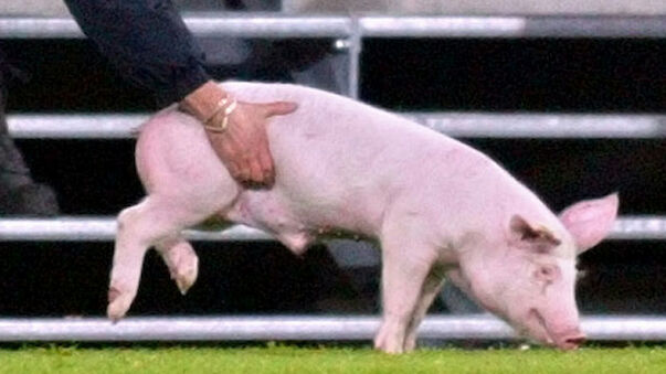 Schwein mit Hannover-Schal