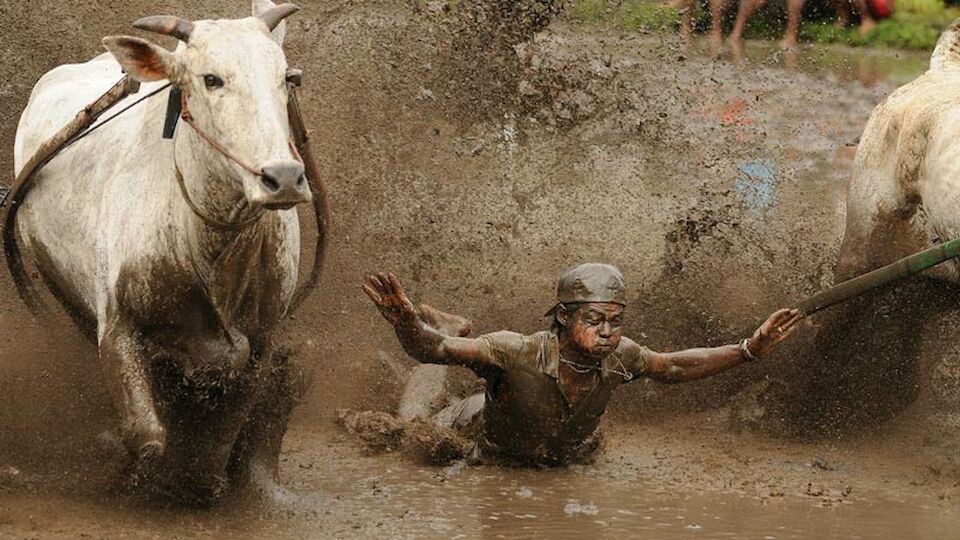 Cow Race in Indonesien