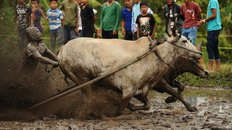 Cow Race in Indonesien