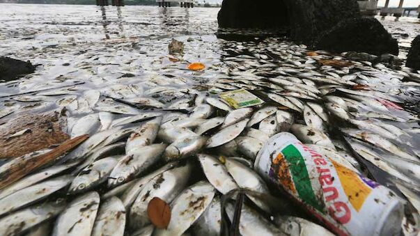 Olympische Kloake: 21 Tonnen Fisch-Kadaver