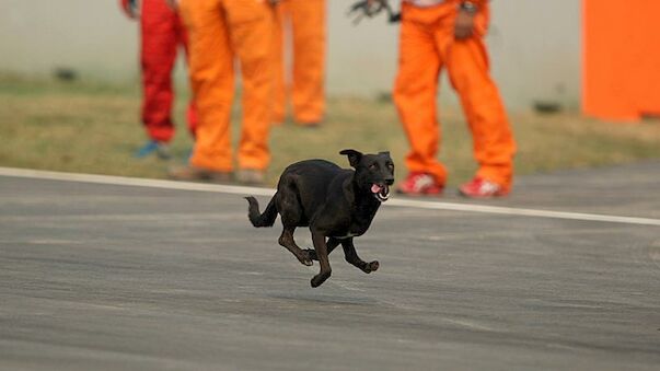 Hunde und Strafen - turbulentes Indien-Training