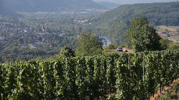 VW beherrscht die deutschen Weinberge