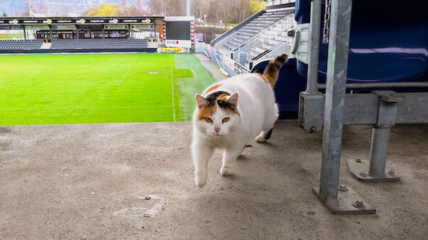 Süß! Katze lebt im Altach-Stadion