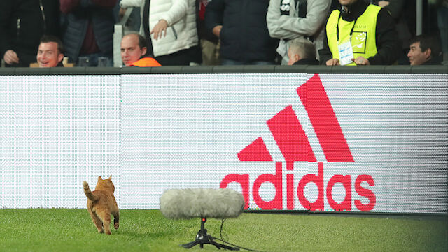 UEFA-Verfahren wegen Katze