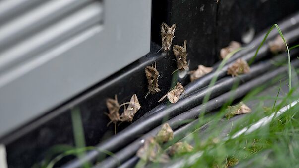 Fliegende Störenfriede vor dem EURO-Finale