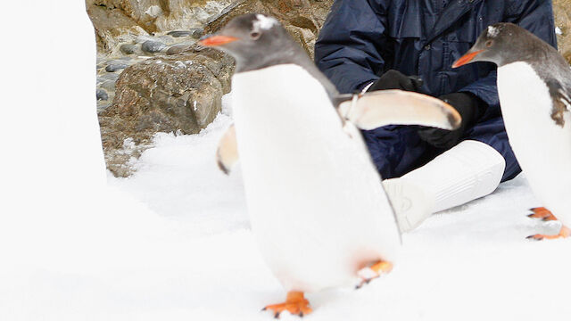 Ex-Torhüter als Pinguin-Dieb?