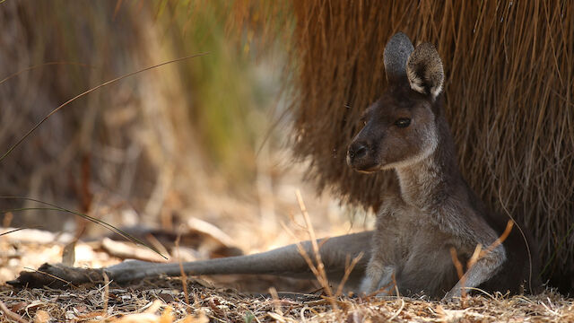 Ein Känguru für Australier?