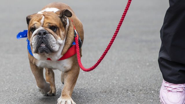 Hamilton verpasst Reifentest aus Sorge um seinen Hund Roscoe