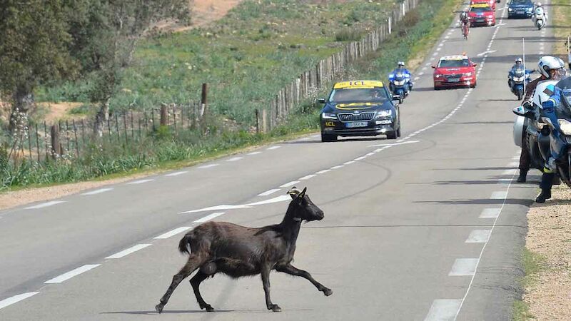 Ein tierisch gutes Rennen