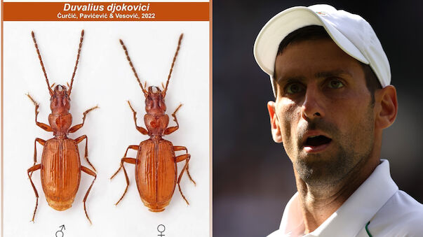 Serbische Forscher benannten neue Käfer-Art nach Djokovic