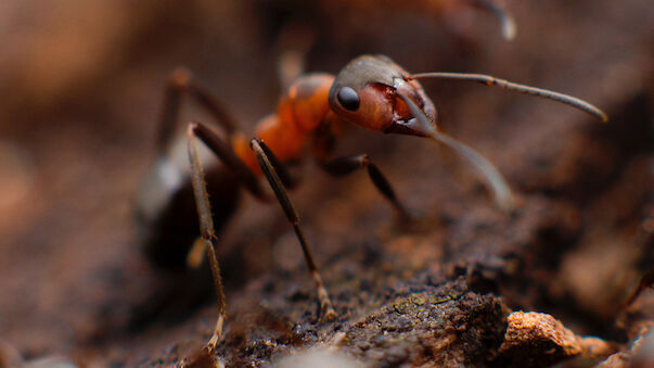 Fliegende Ameisen attackieren Tennis-Asse