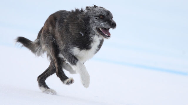 Kurios! Hund als "Flitzer" beim Super-G in Bormio