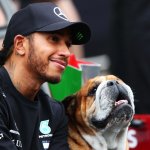 Lewis Hamilton trauert um Hund Roscoe