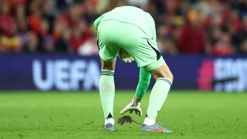 Bei WM-Quali-Spiel: Ratte stiehlt Courtois und Co. die Show