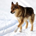 Hund auf der Strecke!