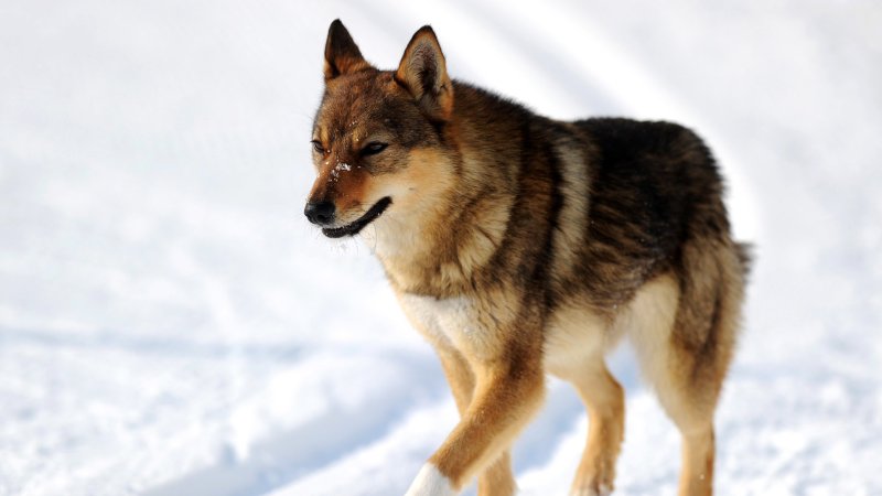 Hund auf der Strecke!