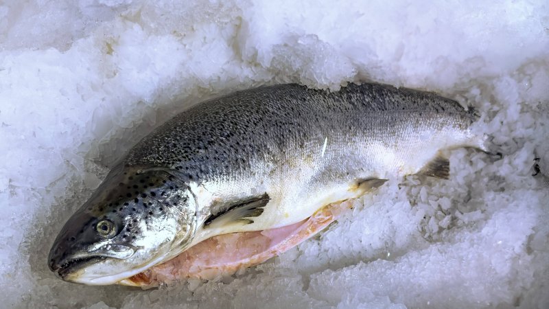 Mahlzeit! WM-Teilnehmer reist mit 300 Kilo Fisch an