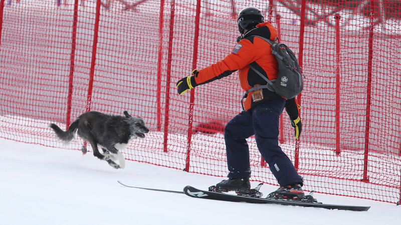 Kurios! Hund als "Flitzer" beim Super-G in Bormio